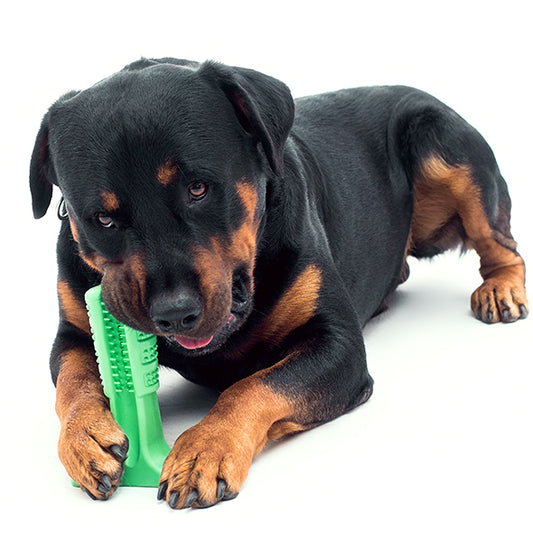 Dog's Toothbrush Toy